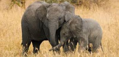 10 days all inclusive tanzania safari